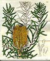 Banksia littoralis