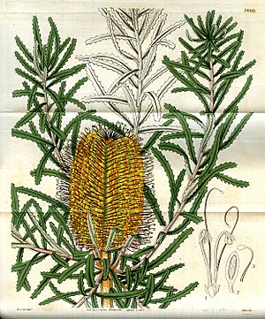 Banksia littoralis