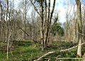 Bedford Purlieus - geograph.org.uk - 1228194