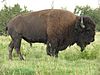 Bison bison d