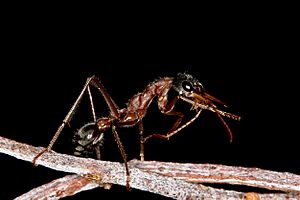 Black-headed bull ant grooming
