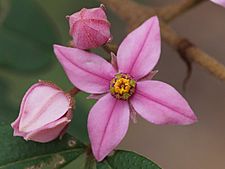Boronia umbellata flower