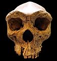 Broken Hill Skull (Replica01)