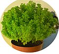 Bush basil AKA manjerico