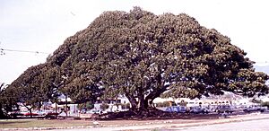 CA Santa Barbara Feigenbaum