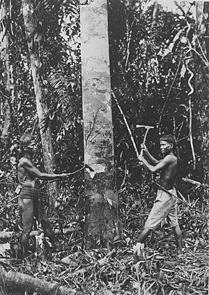 COLLECTIE TROPENMUSEUM Dajak mannen hakken een boom om Borneo. TMnr 60045266