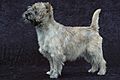 Cairn Terrier - 001