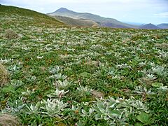 Campbell Island and megaherbs