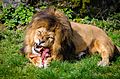 Carnivore-lion