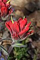 Castilleja elmeri 7878