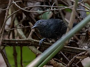 Cercomacroides fuscicauda Riparian Antbird (male); Ramal do Noca, Rio Branco, Acre, Brazil.jpg