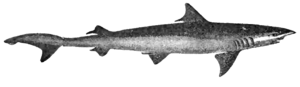 Chaenogaleus macrostoma Day - cropped.png