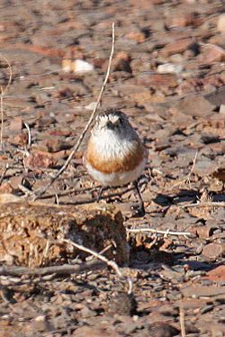Chestnut-breasted Whiteface (Aphelocephala pectoralis) from front