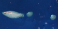 Coconut Island (Landsat)