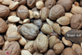Common-nuts