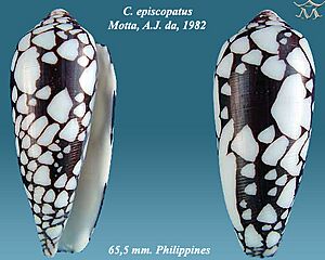 Conus episcopatus 6