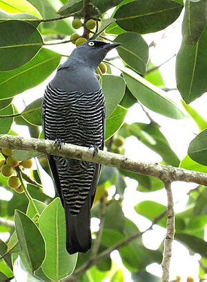Coracina lineata - Barred Cuckoo-shrike.jpg
