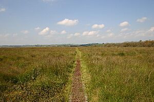 Cors Caron, Boardwalk