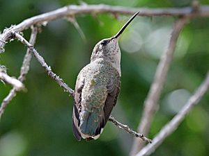 Costas Hummingbird female RWD2