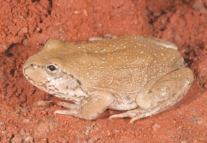 Cyclorana occidentalis, male, lateral view