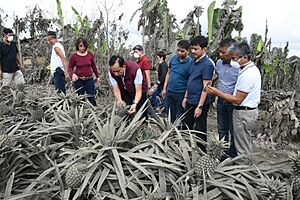DA Sec. Dar inspecting pineapples covered in ash due to the 2020 Taal Volcano eruption