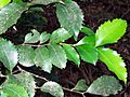 Daphnandra johnsonii coppice leaves