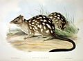 Dasyurus hallucatus - Gould