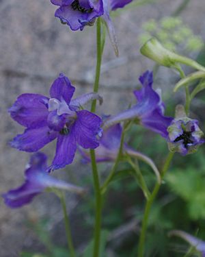 Delphinium polycladon.jpg