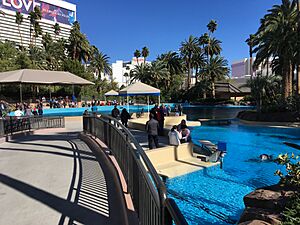 Dolphin Habitat at The Mirage
