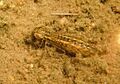 Dragonfly larva on lake bottom in Algonquin Provincial Park cropped and reversed