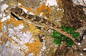 Duvaucel's gecko.JPG