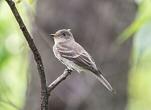 Eastern wood pewee (71095).jpg