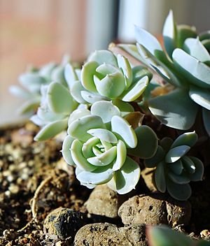 Echeveria runyonii.jpg