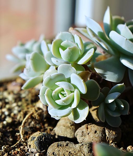 Echeveria runyonii