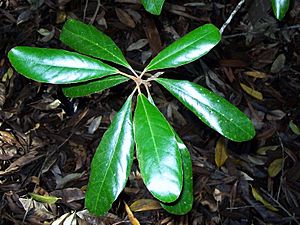 Elaeocarpus williamsianus leaves.jpg