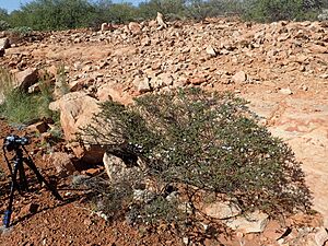 Eremophila exilifolia (habit) Dairy Creek