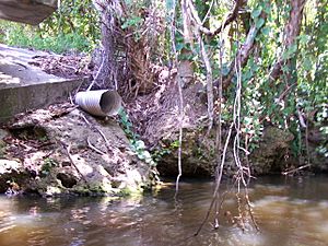 Estero River drainage - June 2011