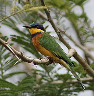 Ethiopian bee-eater Facts for Kids