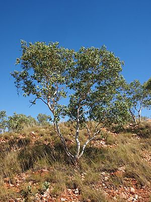 Eucalyptus leucophloia habit.jpg