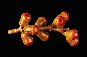 Eucalyptus merrickiae buds