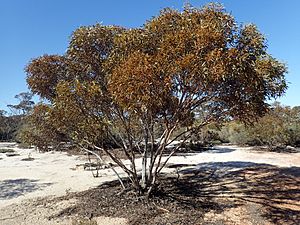 Eucalyptus pileata.jpg