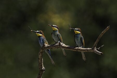 European bee-eaters (Merops apiaster) with dragonflies