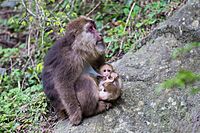 Female Tibetan Macaque