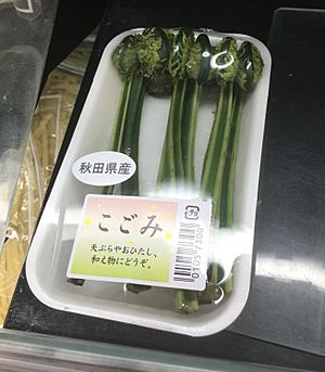 Fiddlehead sprouts as food in Tokyo area march 9 2020