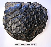 Fish Fossil (FindID 64765)