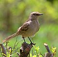 Flickr - Dario Sanches - SABIÁ-DO-CAMPO (Mimus Saturninus) (2)