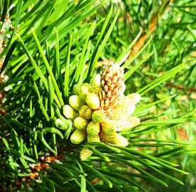 Flowering young pine cones