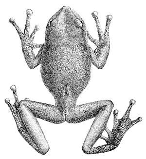 Gastrotheca plumbea.jpg