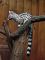 Genetta genetta felina (Wroclaw zoo)