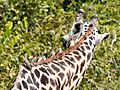 Giraffe Oxpeckers Lupande Zambia Jul23 A7R 06194